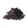 Red Kale Organic