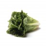 Romaine Lettuce Organic
